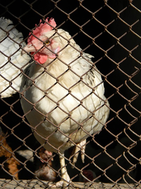 替补中场客 替补中场客